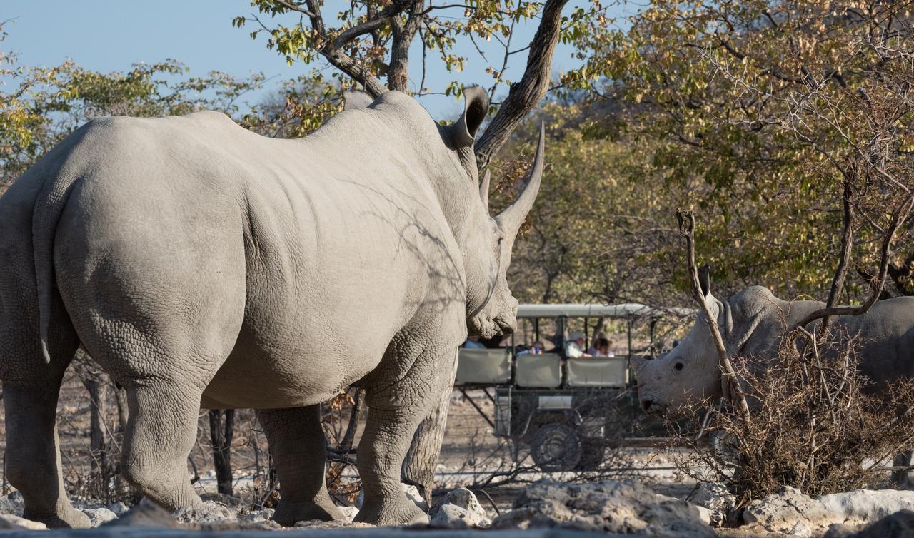 Ongava Tented Camp Okaukuejo Dış mekan fotoğraf